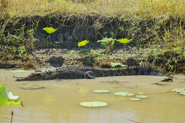 Tiro Foco Seletivo Crocodilo Lagoa — Fotografia de Stock