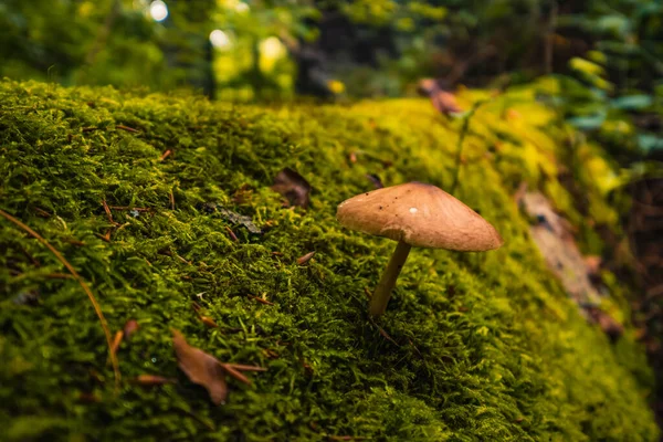 Closeup Shot Wild Mushrooms Forest — Stock Photo, Image