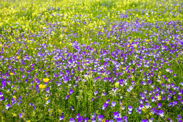 Eine Schöne Landschaft Von Wildblumen Einem Feld Tag — Stockfoto