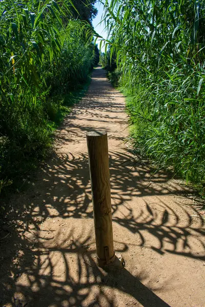 Beautiful View Narrow Path Surrounded Trees — Stock Photo, Image