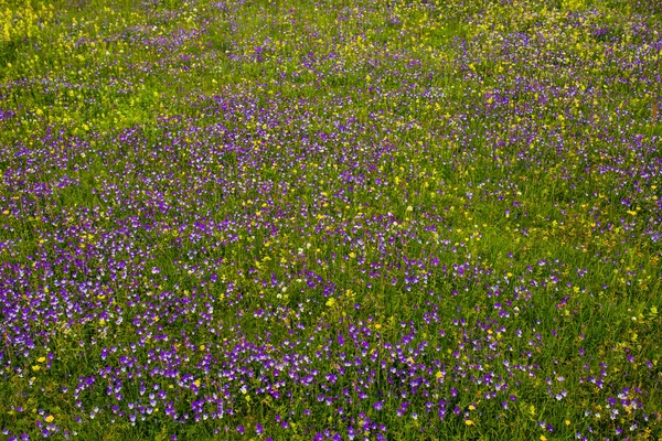 Hermoso Paisaje Flores Silvestres Campo Durante Día — Foto de Stock