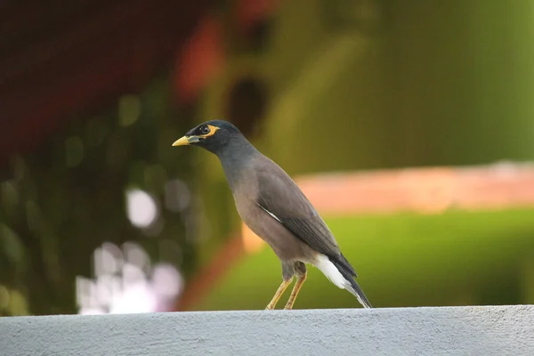 Eine Selektive Fokusaufnahme Der Gemeinen Myna — Stockfoto