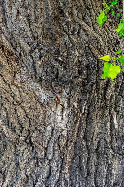 Een Verticaal Close Shot Van Een Oude Boomstam Textuur — Stockfoto