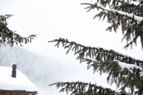 Närbild Bild Bild Snötäckta Grangrenar Med Ett Hus Spö Bakgrunden — Stockfoto