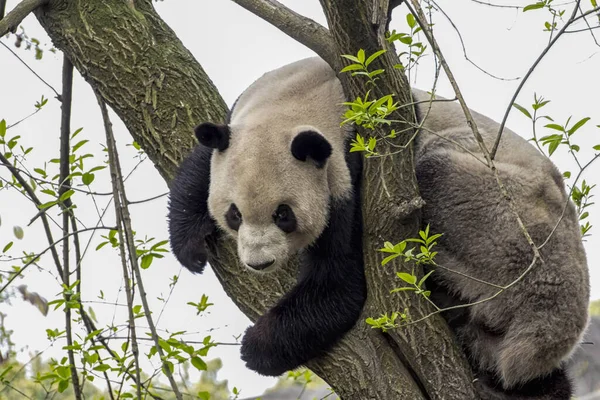 在树上拍了一张熊猫的特写 — 图库照片
