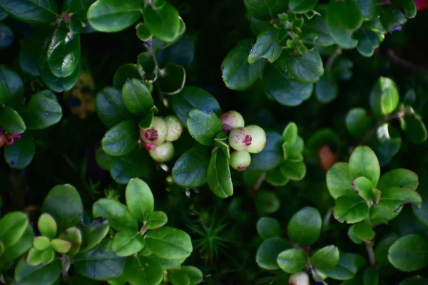 Closeup Shot Bearberry Plants — Stock Photo, Image