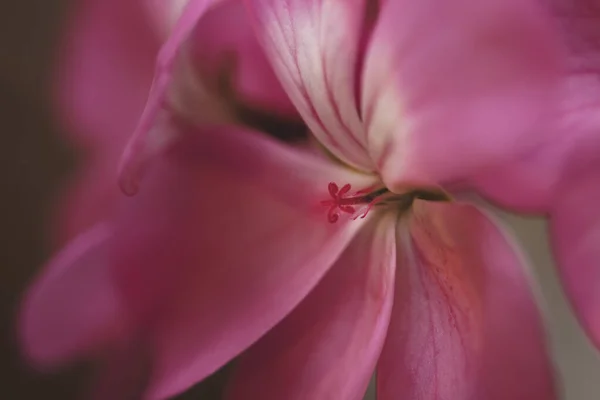 Szelektív Fókusz Lövés Rózsaszín Muskátli Pelargonium — Stock Fotó