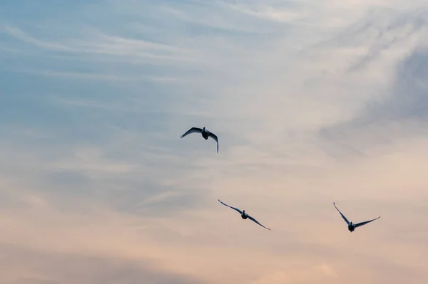 Utsikt Över Flock Fåglar Som Flyger Vacker Himmel Solnedgången — Stockfoto