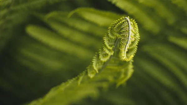 緑のシダ植物の選択的焦点ショット — ストック写真