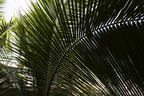 Крупним Планом Знімок Пальмових Гілок Ідеально Підходить Шпалер — стокове фото