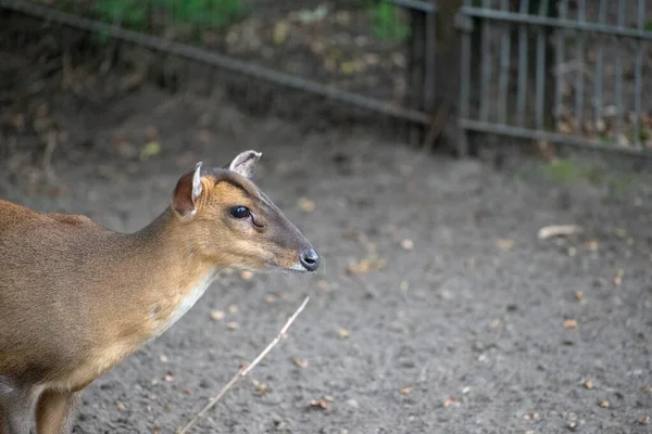 Een Klein Hert Staand Een Dierentuin — Stockfoto