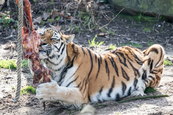 Крупный План Сибирского Тигра Поедающего Мясо — стоковое фото