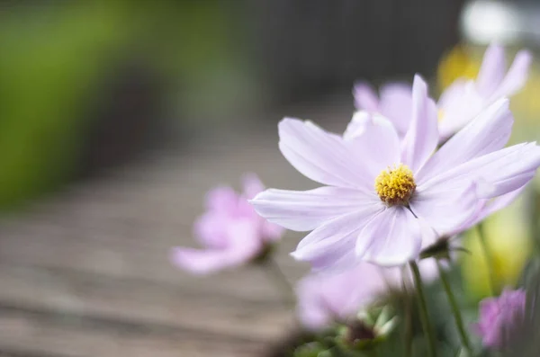 ภาพระยะใกล ของจ กรวาลส ขาว ดอกไม บนพ นหล ดเจน — ภาพถ่ายสต็อก