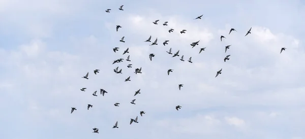 Flock Vilda Blå Duvor Flyger Mot Den Blå Molniga Sommarhimlen — Stockfoto