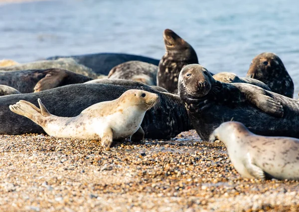Grupo Leões Marinhos Bonitos Deitados Areia Costa Mar — Fotografia de Stock