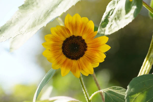 Gros Plan Joli Tournesol Sous Lumière Soleil — Photo