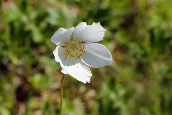 Tiro Seletivo Foco Flores Brancas Anêmona Madeira Como Primeiro Sinal — Fotografia de Stock