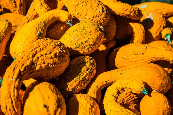 Las Calabazas Amarillas Cosechadas Granja Para Halloween — Foto de Stock