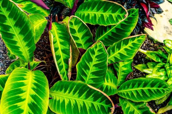 Sebuah Gambar Closeup Sudut Tinggi Hijau Bersemangat Calathea Daun — Stok Foto