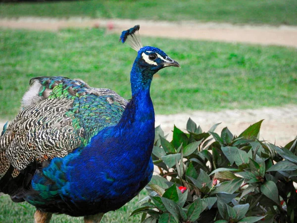 Tiro Perto Pavão Jardim — Fotografia de Stock