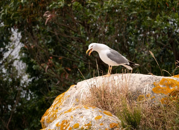 Una Gaviota Patas Amarillas Sobre Rocas Rodeada Vegetación Bajo Luz — Foto de Stock