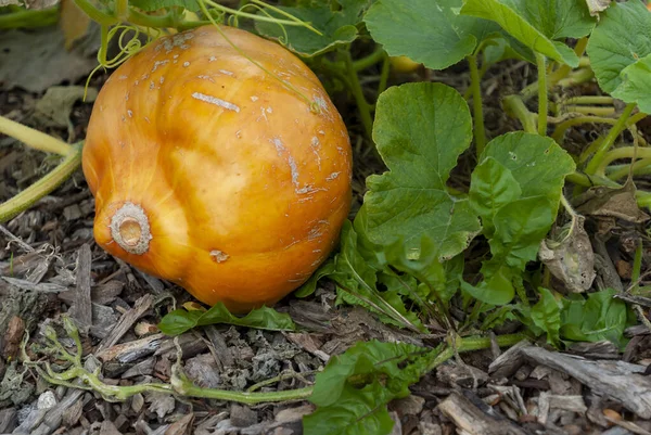 Closeup Pumpkin Vine — Stock Photo, Image