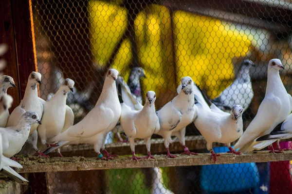 Flock White Stock Doves Perched Metal Wired Fence — Stock Photo, Image