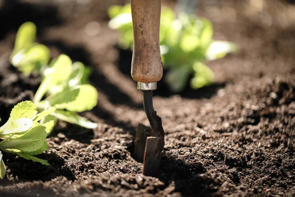 Een Metalen Schep Moestuin Met Wombok Zaailingen Klaar Worden Geplant — Stockfoto