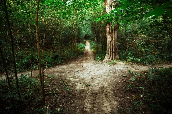 Belo Tiro Trilha Que Leva Através Uma Floresta Verde Brilhante — Fotografia de Stock