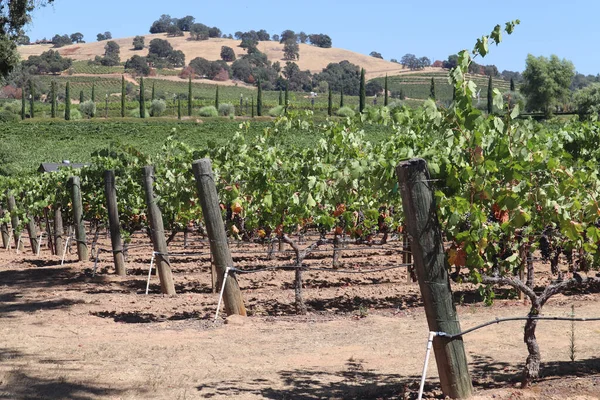 Beautiful View Vast Vineyard Daytime Stock Picture