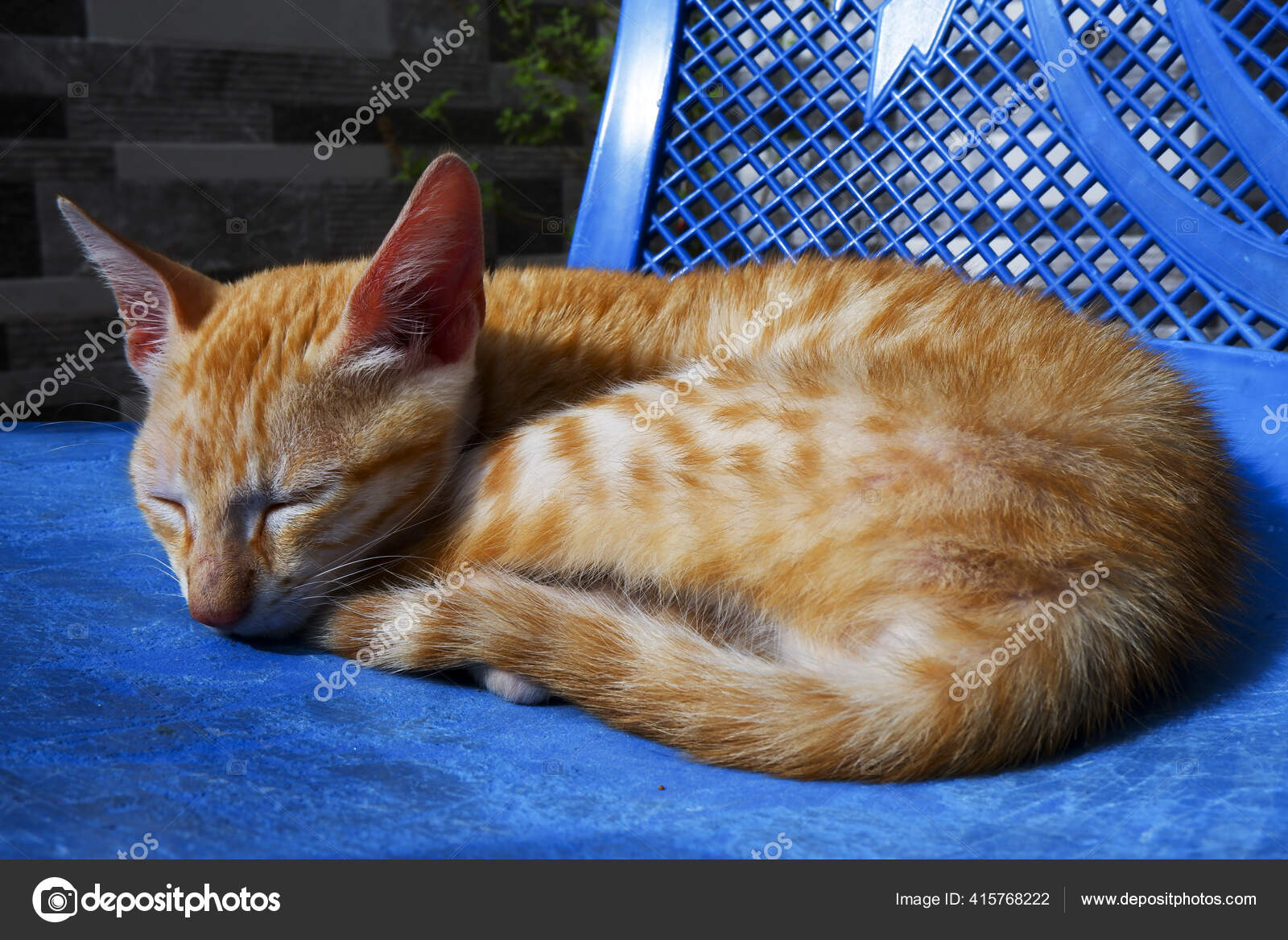 Gros Plan Chat Bresilien Assis Orange Poil Court Sur Une Image Libre De Droit Par Wirestock C Gros Plan Chat Bresilien Assis Orange Poil Court Sur Une Image Libre De Droit Par Wirestock C