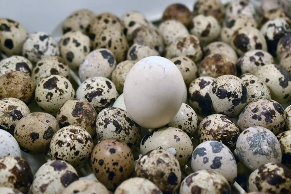 Closeup Shot Pile Fresh Quail Eggs — Stock Photo, Image