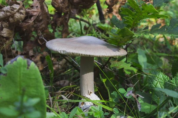 Närbild Amanita Vaginata Svamp Skogen — Stockfoto