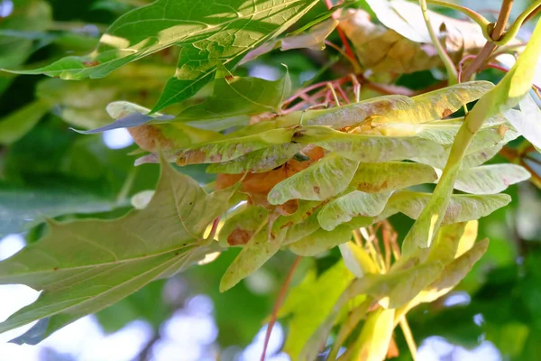 Μια Χαμηλή Γωνία Από Φύλλα Σφενδάμου Στο Δέντρο Φόντο Bokeh — Φωτογραφία Αρχείου