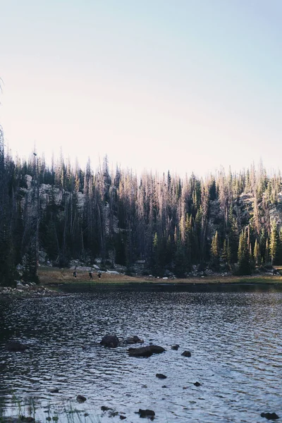 森に囲まれた湖の垂直ショット — ストック写真