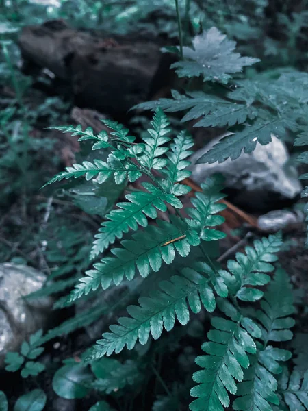 一张绿色蕨叶的特写照片 — 图库照片