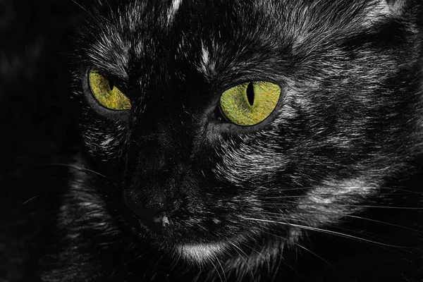 一只有着孤立的眼睛颜色的猫的美丽的灰度照片 — 图库照片
