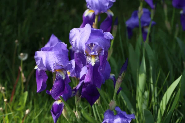 Gros Plan Jolies Fleurs Sous Lumière Soleil — Photo