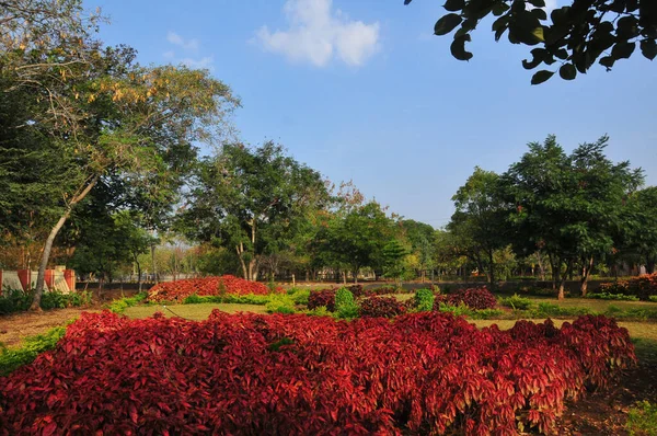 公园里一束美丽的红花 — 图库照片