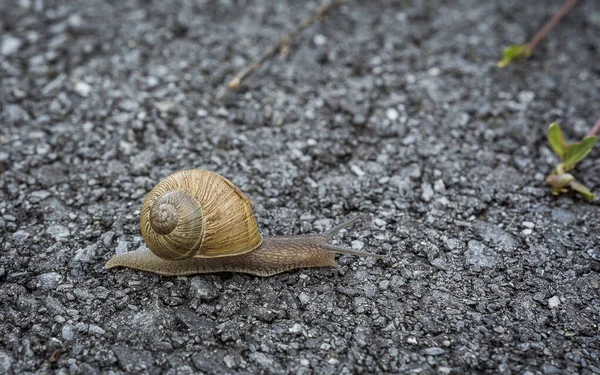 Wybiórcze Ujęcie Ślimaka Powoli Czołgającego Się Ziemi — Zdjęcie stockowe