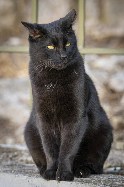 Primer Plano Lindo Gato Negro Sobre Fondo Borroso — Foto de Stock