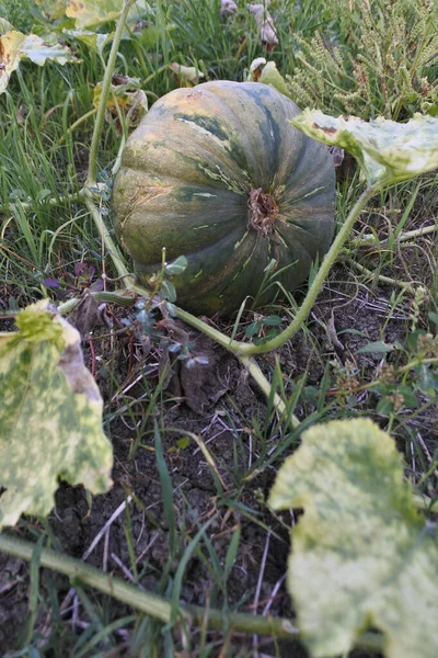 Une Citrouille Pleine Croissance Dans Champ — Photo