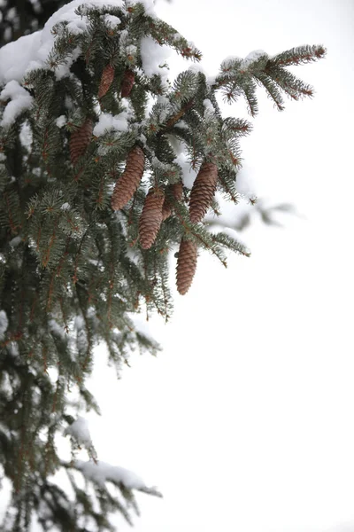 Eine Nahaufnahme Von Schneebedeckten Fichtenzweigen Mit Zapfen — Stockfoto