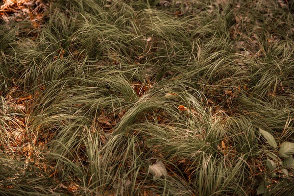 Zbliżenie Trawy — Zdjęcie stockowe