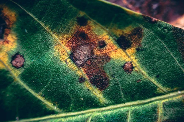 Sonbahar Boyunca Yeşil Bir Yaprağın Üzerinde Kahverengi Noktaların Makro Çekimi — Stok fotoğraf