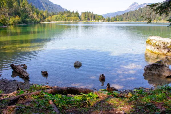 Hermoso Tiro Patos Nadando Lago Haldensee Tirol Austria — Foto de Stock
