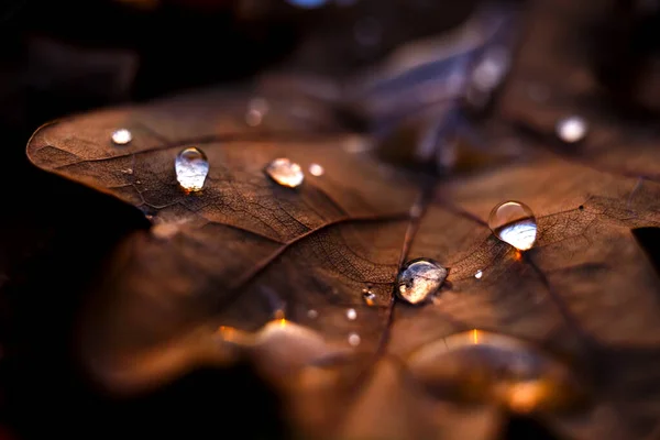 Primo Piano Gocce Acqua Una Foglia Acero Secca — Foto Stock