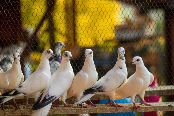 Egy Csapat Fehér Galamb Ült Egy Fém Drótkerítés Mellett — Stock Fotó