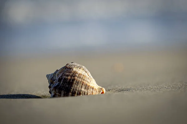 Closeup Snail Sand — Stock Photo, Image