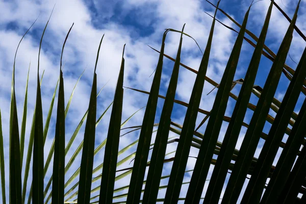 在乌云密布的蓝天背景上拍摄的棕榈树枝条特写 — 图库照片